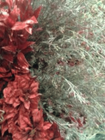 Sloth (USA-2) : 12​-1​-​2013